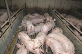 20140901_schweinehaltung1
